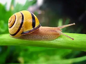 Hain-Schnirkelschnecke