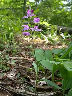 2000 Rotes Waldvöglein