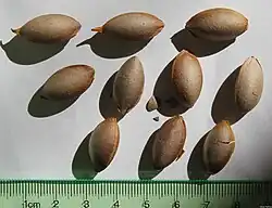 versch. Cephalotaxus-Samen