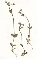 Cerastium glutinosum (Herbarbeleg)