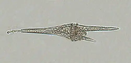 Ceratium furca.jpg, Gonyaulacales (Dinoflagellaten)