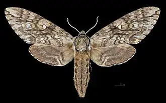 Ceratomia undulosa ♀