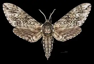 Ceratomia undulosa♂