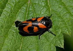 2009 Gemeine Blutzikade