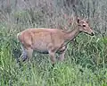 Barasingha