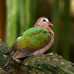 Graukappen-Glanztaube