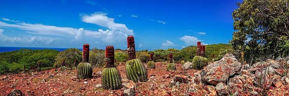 Melocactus intortus („Têtes à l'Anglais“) wachsen in ariden Zonen