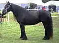 Dales-Pony-Stute (*&nbsp;2009)