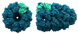 Hitzeschockprotein 60 kDa