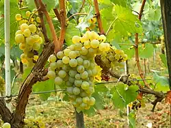 Traube – Chardonnay