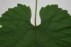 U- bis V-förmig offene und nackte (beidseitig von Nerven begrenzt) Stielbucht von Chardonnay