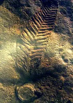 Charniodiscus arboreus