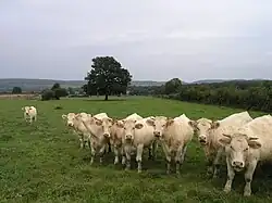 Charolais-Brionnais, Kulturlandschaft der Rinderzucht
