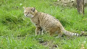 Sandkatze (Felis margarita)