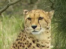 Gepard