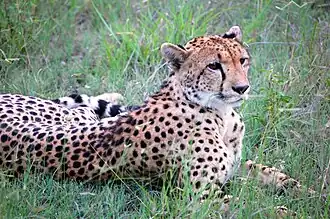 Gepard