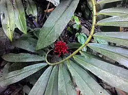 Cheilocostus speciosus einseitig, spiralig angeordnete Blätter