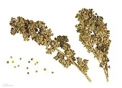 Quinoa „red faro“, Früchte und Samen