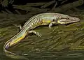 Chenosprosopus