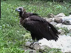 Mönchsgeier (Aegypius monachus)