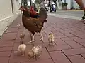 Eine von vielen freilaufenden Hühnerfamilien auf den Straßen von Key West.