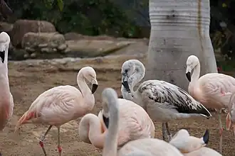 Der Chile-Flamingo wurde 2018 als potenziell gefährdet eingestuft