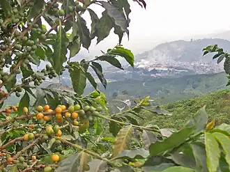 Kaffeeanbau in Chinchiná