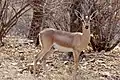 Indische Gazelle im Nationalpark