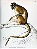 Cercopithecus werneri I.Geoffroy Saint-Hilaire 1850 illustriert von Werer im Jahr 1851