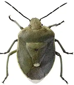Wacholderling (Chlorochroa pinicola)