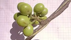 Chondrodendron platiphyllum