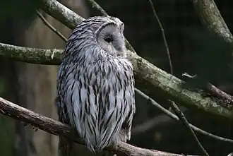 Habichtskauz (Strix uralensis)