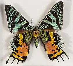 Unterseite (Präparat)