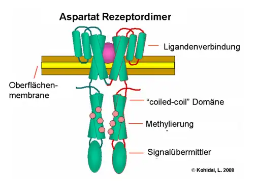 Aspartat Rezeptordimer