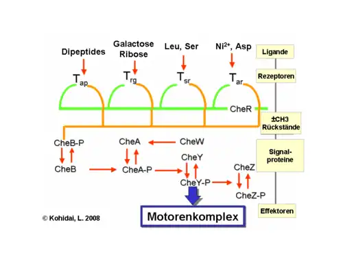 Signaltransduktion-Bakterien