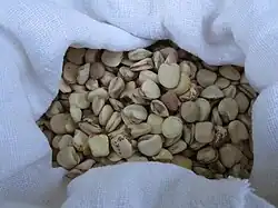 Saat-Platterbse und andere Lathyrus-Arten (Lathyrus clymenum) (Fava)