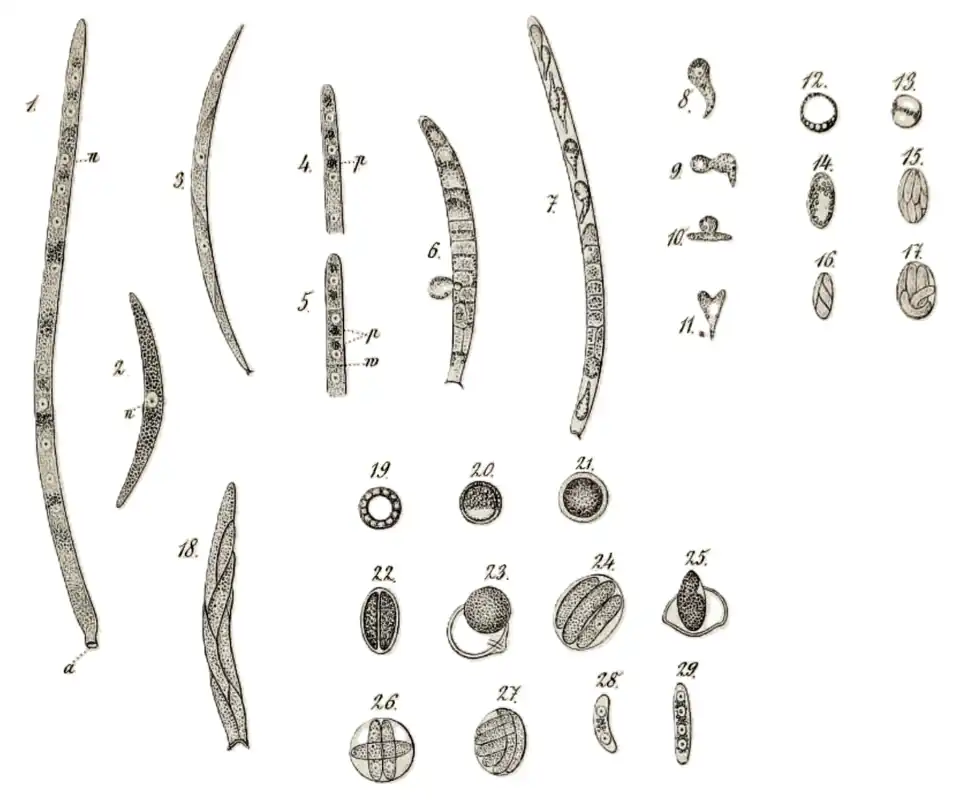 Amoebidium parasiticum, verschiedene Stadien. Illustration aus der Erstbeschreibung von Leon Cienkowski (1861), digital nachbearbeitet.