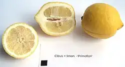 Früchte der Sorte 'Primofiori' (das schwarze Quadrat hat eine Kantenlänge von 1&nbsp;cm)