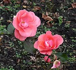 ‘City of Leeds’, McGredy, 1962