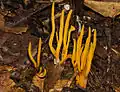 Clavaria amoena (Australien)