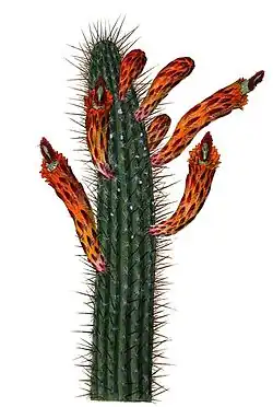Cleistocactus baumannii