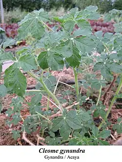 Cleome gynandra (Blätter)