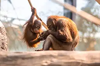 Borneo-Orang-Utan mit Jungtier