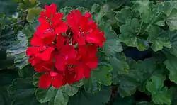 2014 rote Pelargonie