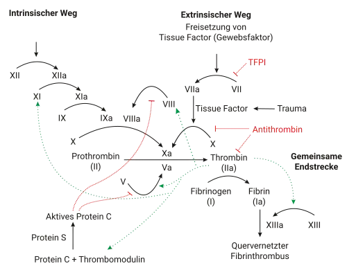 Schematischer Ablauf der plasmatischen Blutgerinnung.