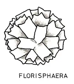 Illustration (Prymnesio­phyceae incertae sedis)