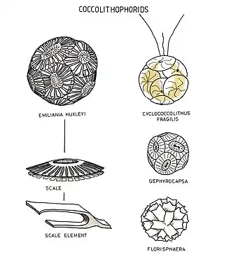 kalzifizierte Prymnesiophyceae (Emiliania huxleyi syn. Gephyrocapsa huxleyi)