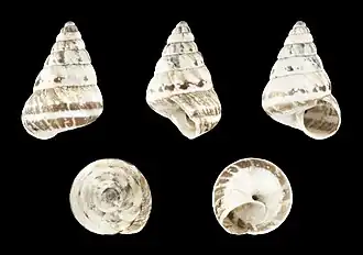 Cochlicella barbara (Plumpe Form)