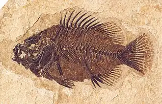 Fossil des Knochenfisches Cockerellites liops