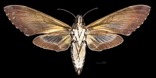 Cocytius antaeus ♀ △, Präparat